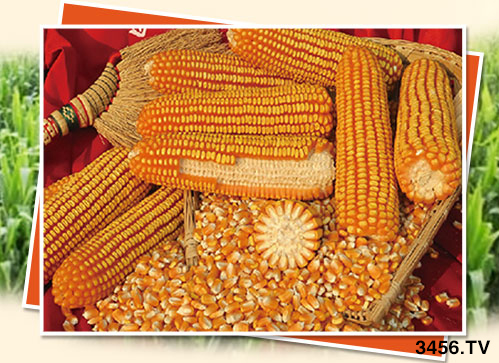 ����ُ(g��u)�N����(l��i)�R����(du��)�N����ʲô]��������һ�ӵ��x�N���ɣ�