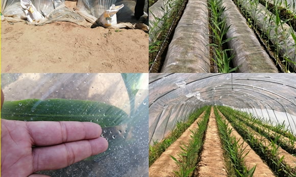 硝基復(fù)合肥16-8-21-九星惠農(nóng)