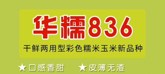 華糯836-玉米種子-華為種業(yè) 華糯836-玉米種子-華為種業(yè)