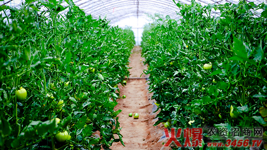 山西綠福園農(nóng)業(yè)開發(fā)有限責任公司