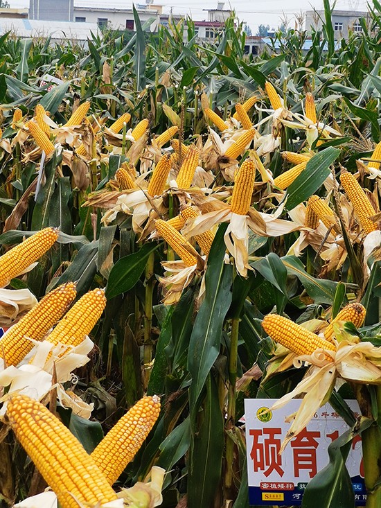 碩玉173【4500?！?玉米種子-商道種業(yè)