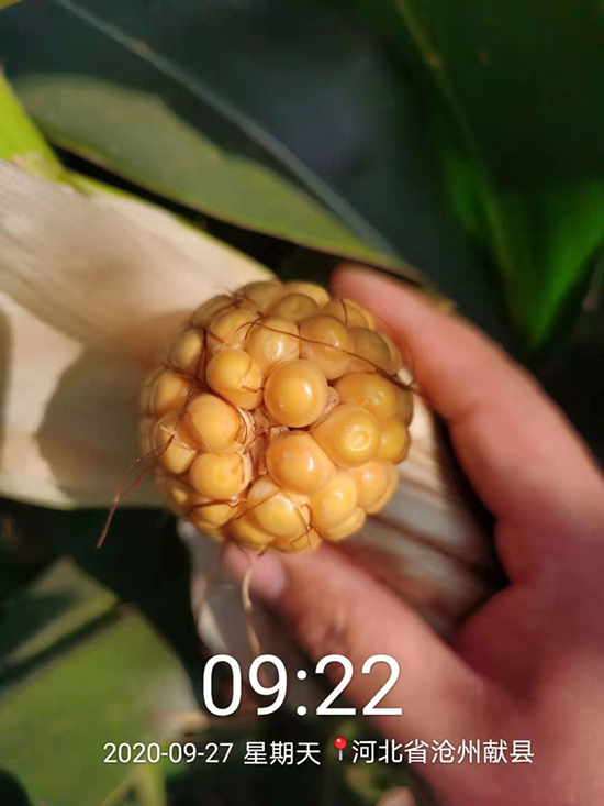 碩玉173【4500?！?玉米種子-商道種業(yè)