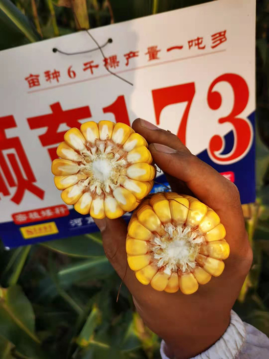 碩玉173【4500粒】-玉米種子-商道種業(yè)