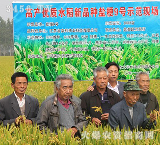 鹽粳9號(hào)-水稻種子-高科種業(yè)