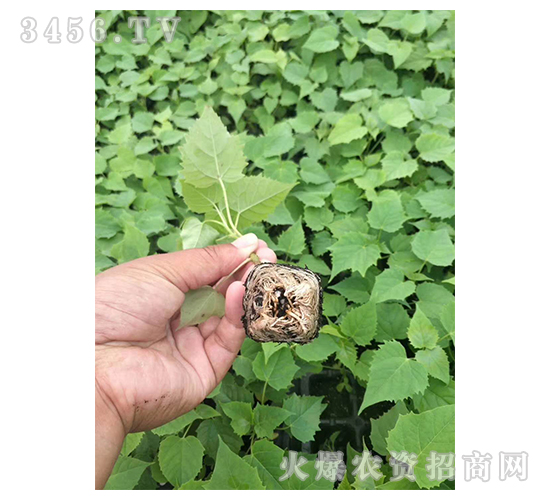 2020��鱘�(sh��)ӆ�λ����(xi��ng)Ŀ3