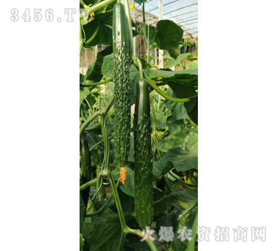 ʥ��������-�S�ϷN��-��ʥ��