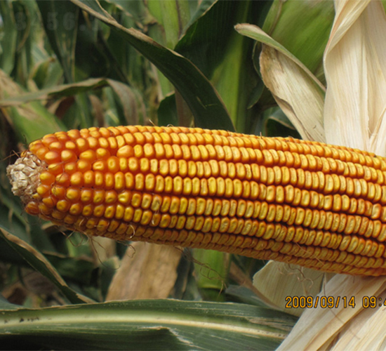 �r��5-���׷N��-�r��N�I(y��)