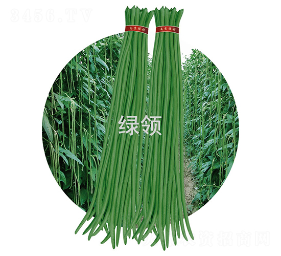 JK23-豆角種子-綠領種業(yè)