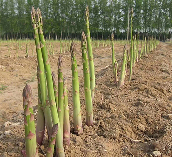 澤西巨人-蘆筍種子-中農(nóng)金玉