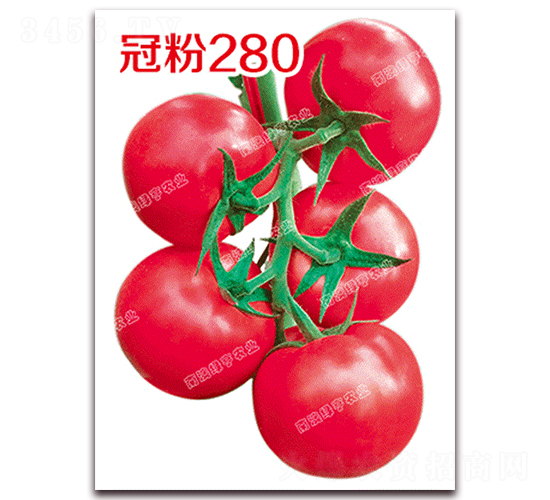 冠粉280-粉果番茄種子-南澳綠亨