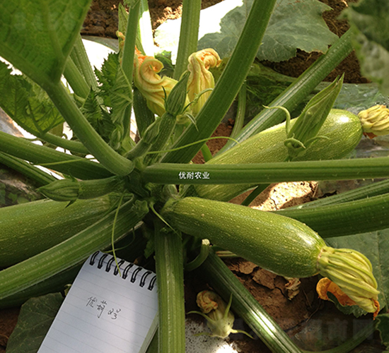 ��(y��u)����̖(h��o)-�����J�N��-��(y��u)���r(n��ng)�I(y��)