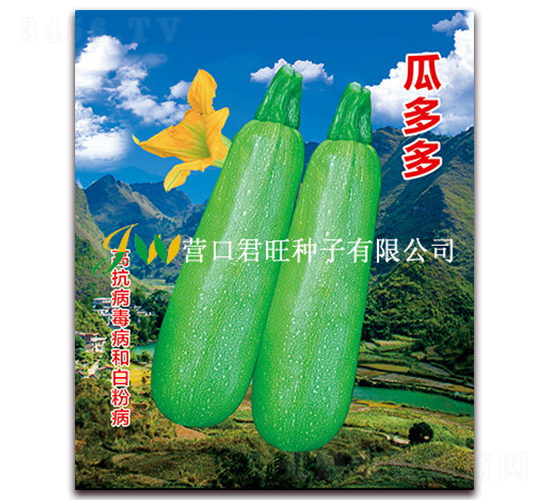 瓜多多-西葫蘆種子-營口君旺