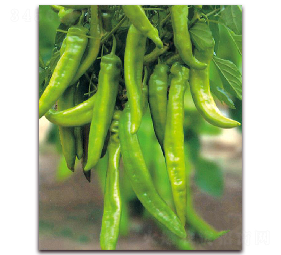 正佳一號-辣椒種子-東方正大