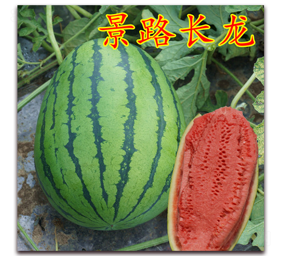 景路長(zhǎng)龍-大西瓜種子-景路種業(yè)