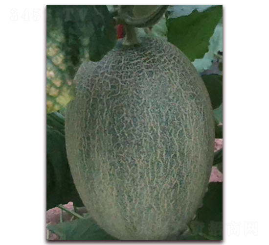 �ƾW(w��ng)���ʮ��̖-���ܹϷN��-�����N��