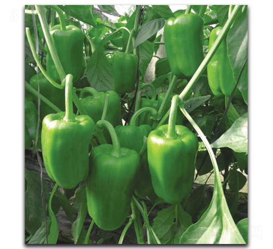 ���o(j��)��-�����N��-�����o(j��)�N��