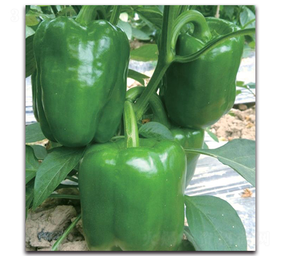 SP1406-�����N��-�����o(j��)�N��