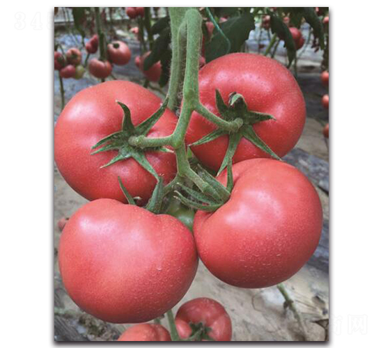 寶祿5號-番茄種子-三木種苗