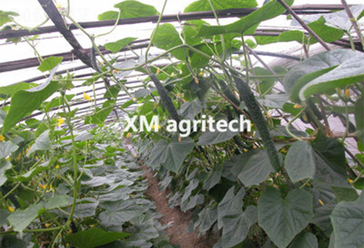 綠津2號(hào)-黃瓜種子-夏農(nóng)農(nóng)業(yè)