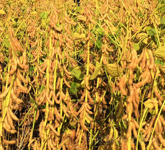 安豆109-大豆種子-安陽農科