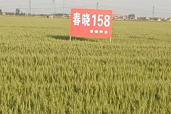 春曉158-小麥種子-春曉種業(yè)