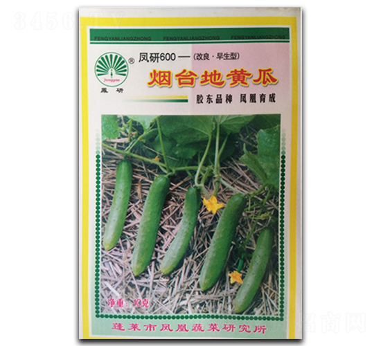 煙臺(tái)地黃瓜-黃瓜種子-鳳凰種業(yè)