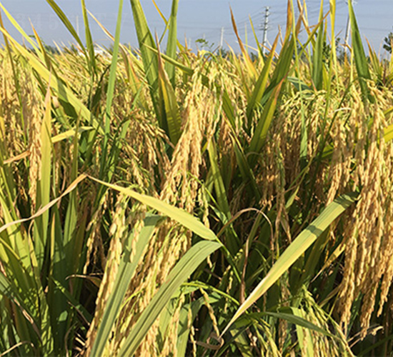 鑫兩優(yōu)212-水稻種子-潤揚種業(yè)