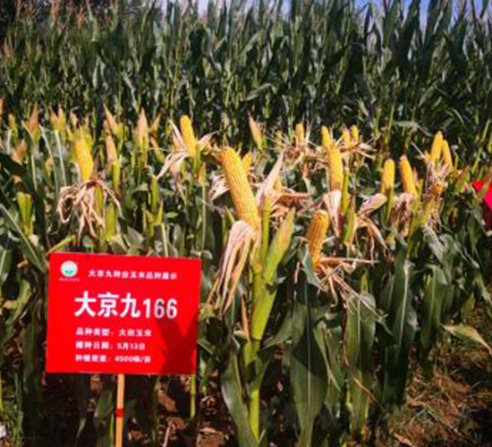 大京九166-玉米種子-大京九種業(yè)