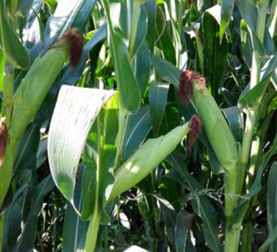 大京九青貯3876-玉米種子-大京九種業(yè)