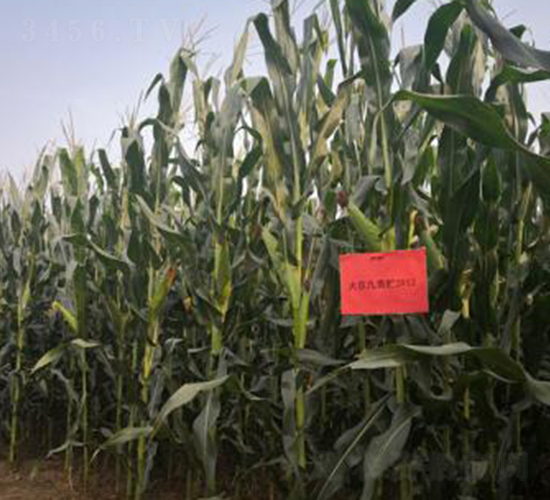 大京九青貯3912-玉米種子-大京九種業(yè)