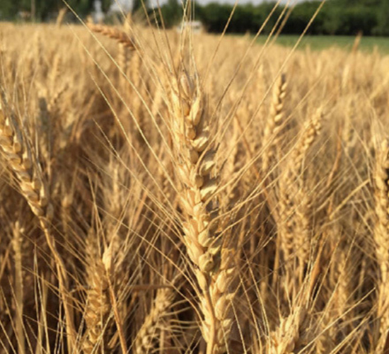 濟(jì)麥22-小麥種子-潤(rùn)農(nóng)種業(yè)