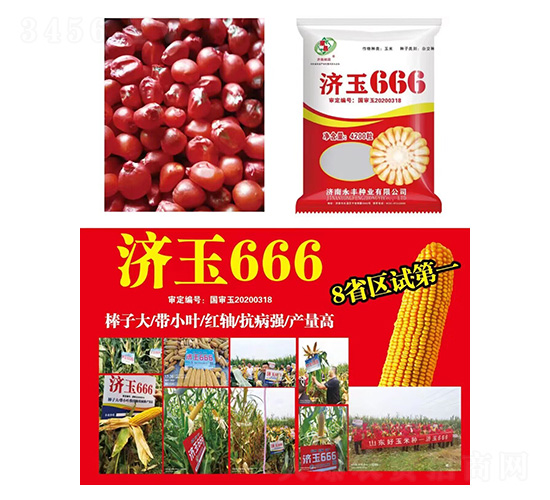玉米種子-濟玉666-研創(chuàng)種業(yè)