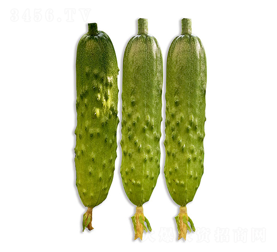 依農(nóng)綠甜2號(hào)-黃瓜種子-依農(nóng)農(nóng)業(yè)