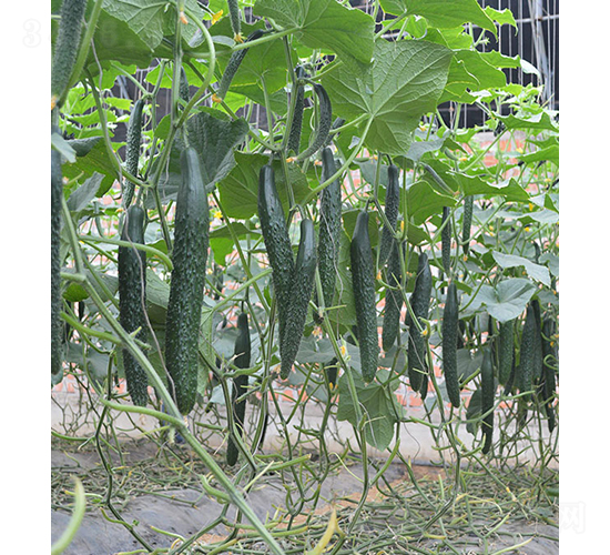 刺黃瓜24-921-黃瓜種子-依農(nóng)農(nóng)業(yè)