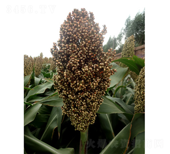 ���s1̖(h��o)-�����N��-�����N�I(y��)