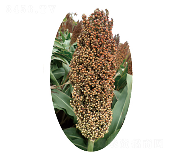 �x�s12̖(h��o)-�����N��-�����N�I(y��)