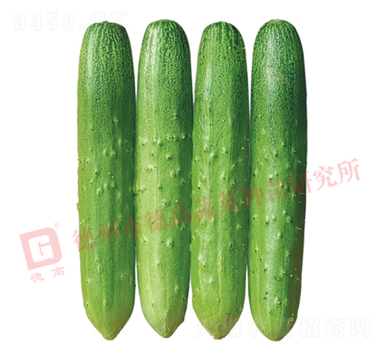 德高1913黃瓜-黃瓜種子-德高種業(yè)