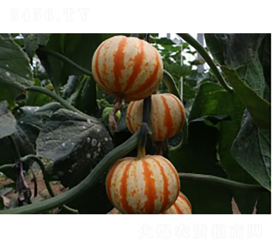 �۹�2̖(h��o)-�ϹϷN��-�r(n��ng)�ƷN��