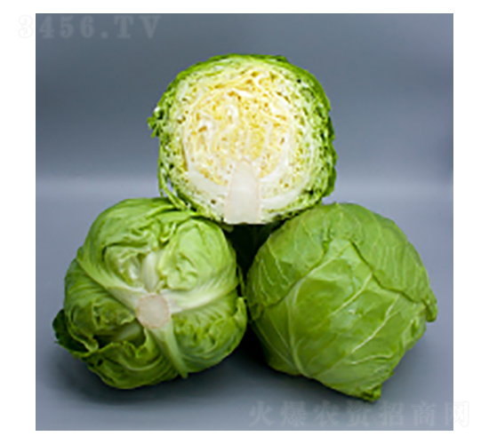 甘藍種子-甘藍2115-華瀛種業(yè)