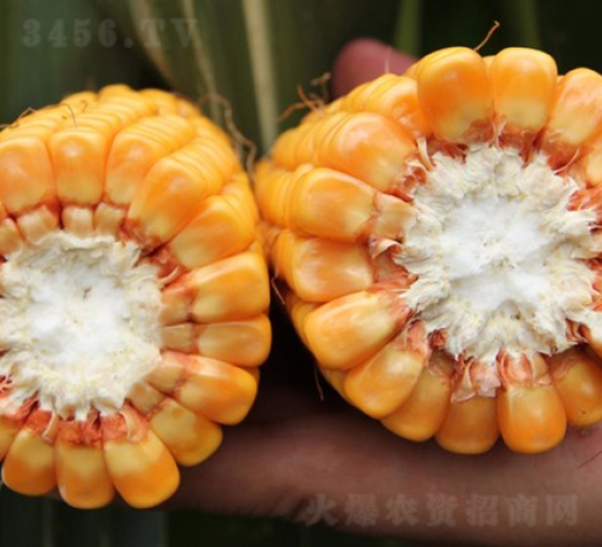 ����818-���׷N��-�Ǻ�����N�I(y��)