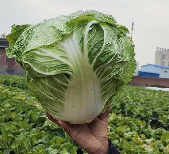 �ذ�2̖(h��o)-�ײ˷N��-���S�N�I(y��)