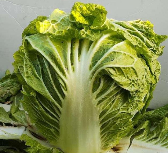 �ذ�6̖-�ײ˷N��-���S�N�I(y��)