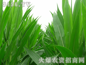 ��Է-Դ��213-���׷N��