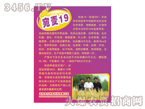 ��-����19��