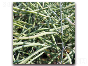 ���p11-�Ͳ˷N��-�����r(n��ng)