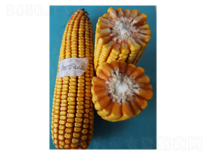 裕華402-玉米種子-裕豐種業(yè)