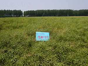 ����737-�Ͳ˷N��-�к̷N�I(y��)