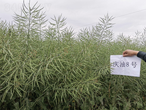 �c��8̖(h��o)-�Ͳ˷N��-��һ�N�I(y��)