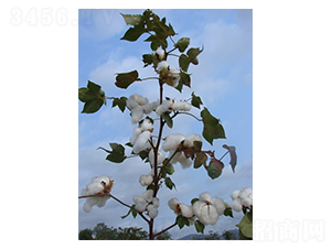 �����42̖(h��o)-�޻��N��-�����r(n��ng)�I(y��)