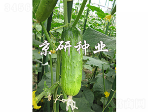 ���оG�ᭇ-�S�ϷN��-����